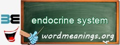 WordMeaning blackboard for endocrine system